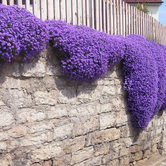 Aubrieta στο ντεκόρ του κήπου