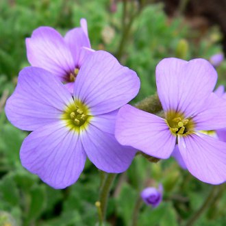 Aubrieta Violet