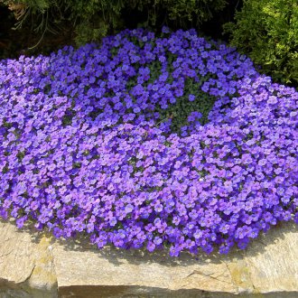 Alpine Hill Aubrieta