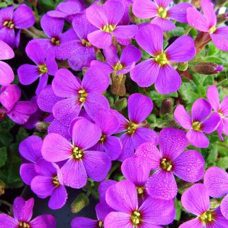 Aubrieta πολυετή