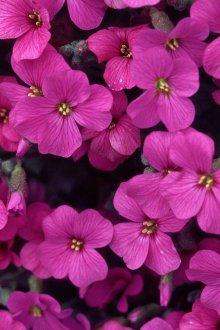 Aubrieta ετήσια