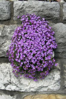 Aubriet στην κηπουρική