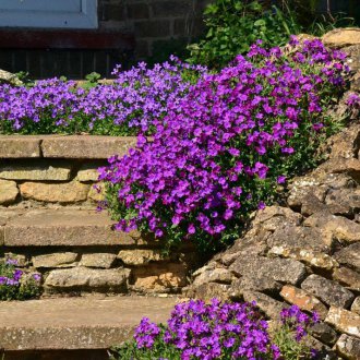 Aubrieta στο Rockariya