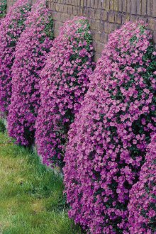 Aubriet στον κήπο