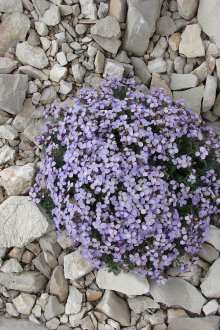 Ξυρισμένη Φροντίδα