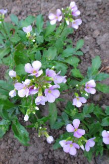Καλλιέργεια της Aubrieta
