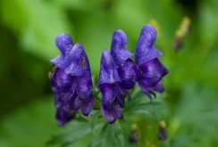 monkshood