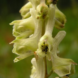 Γενειοφόρος Aconite