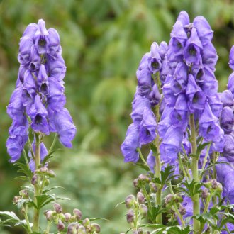 Ανώτατο άνθος