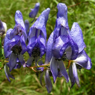 Aconite τοξοειδές