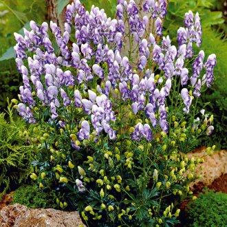 Aconite δίχρωμο