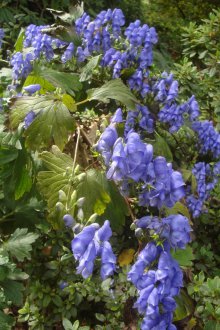 Aconite Fisher