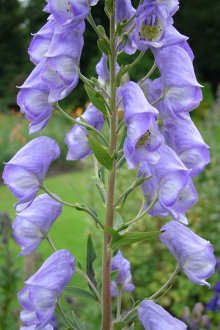 Aconite Karmichelia
