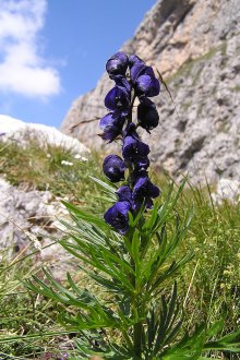 Aconite napellus
