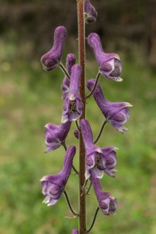 Προσγείωση Aconite