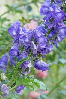 Aconite Φροντίδα
