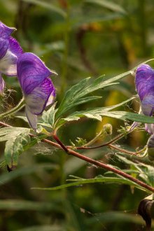 Σγουρός Ακονίτης