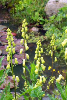 Κίτρινος ακονίτης