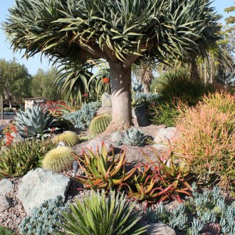 Rockery με κάκτους