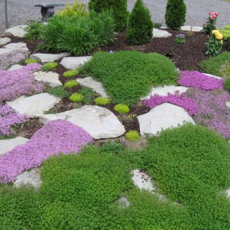 Μικρό λουλούδι πέτρα