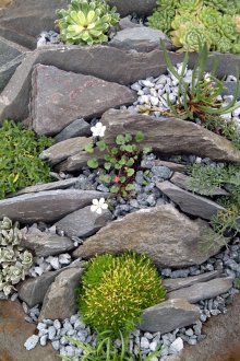 Little Rockery