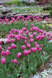 Rockery με τουλίπες