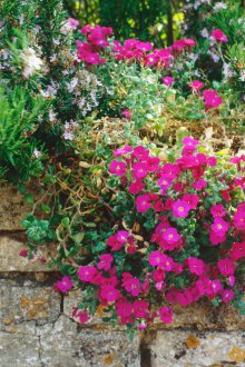 Αναρρίχηση πετρώματα