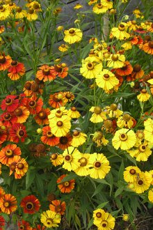 Κήπος λουλουδιών Gelenium