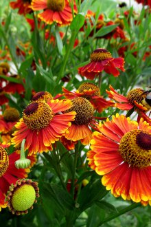 Το κόκκινο Gelenium