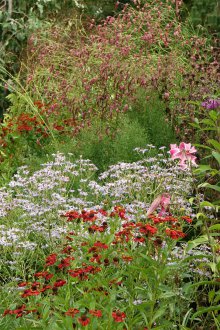 Gelenium στη διακόσμηση του τοπίου