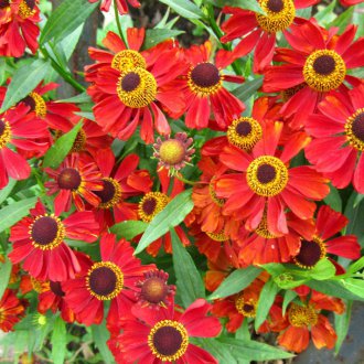 Πολυετές Gelenium