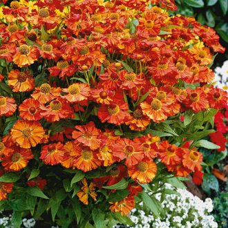 Ετήσιο έτος