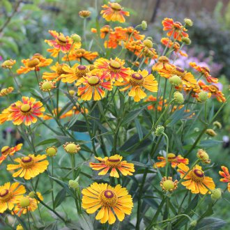 Gelenium φθινόπωρο