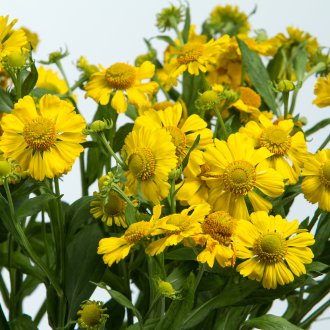 Glenium Φθινόπωρο Φωτιά