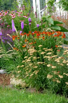 Γελένια στο βράχο