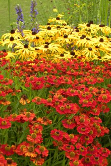 Gelenium στον κήπο