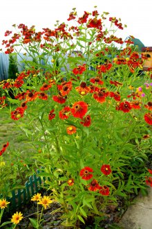 Φροντίδα Gelenium