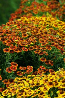 Αναπτύσσοντας το Gelenium