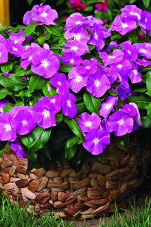 Περίεργο πολυετή για το δόσιμο