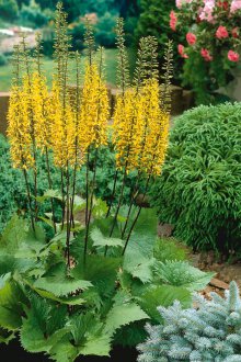 Buzulnik πολυετή για το δόσιμο