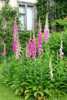 Buzulnik πολυετές λουλούδι για μια θερινή κατοικία