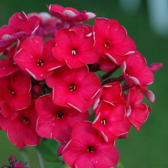 Phlox πολυετές λουλούδι για μια θερινή κατοικία