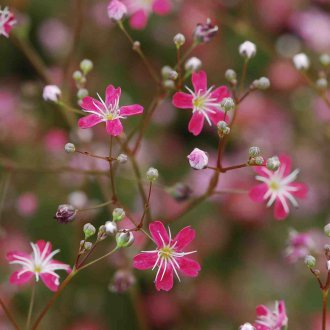 Πολυετές λουλούδι Gypsophila για καλοκαιρινή κατοικία