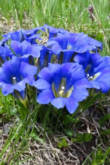 Gorevachka πολυετές λουλούδι για το δόσιμο