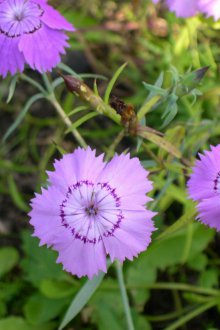 Πολυετείς σκελίδες χόρτου για θερινή κατοικία