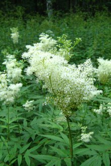 Lazaznik πολυετή για μια θερινή κατοικία