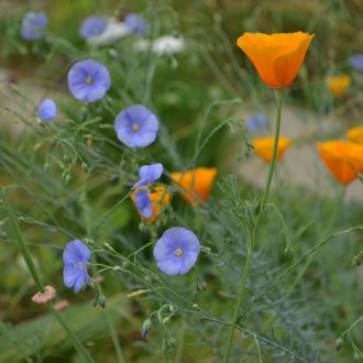 Πολυετές λινάρι για καλοκαιρινή κατοικία