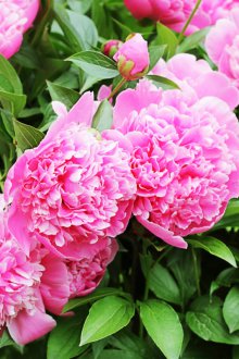 Μακροπρόθεσμα παιώνια για εξοχικές κατοικίες