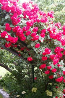 Πολυετή αναρρίχηση αυξήθηκε για μια θερινή κατοικία