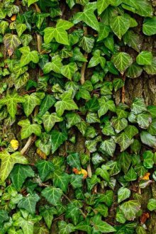 Ivy πολυετές για το δόσιμο